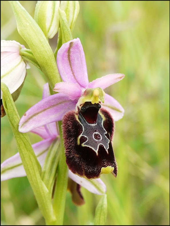 Ophrys apulicaXOphrys bertolonii